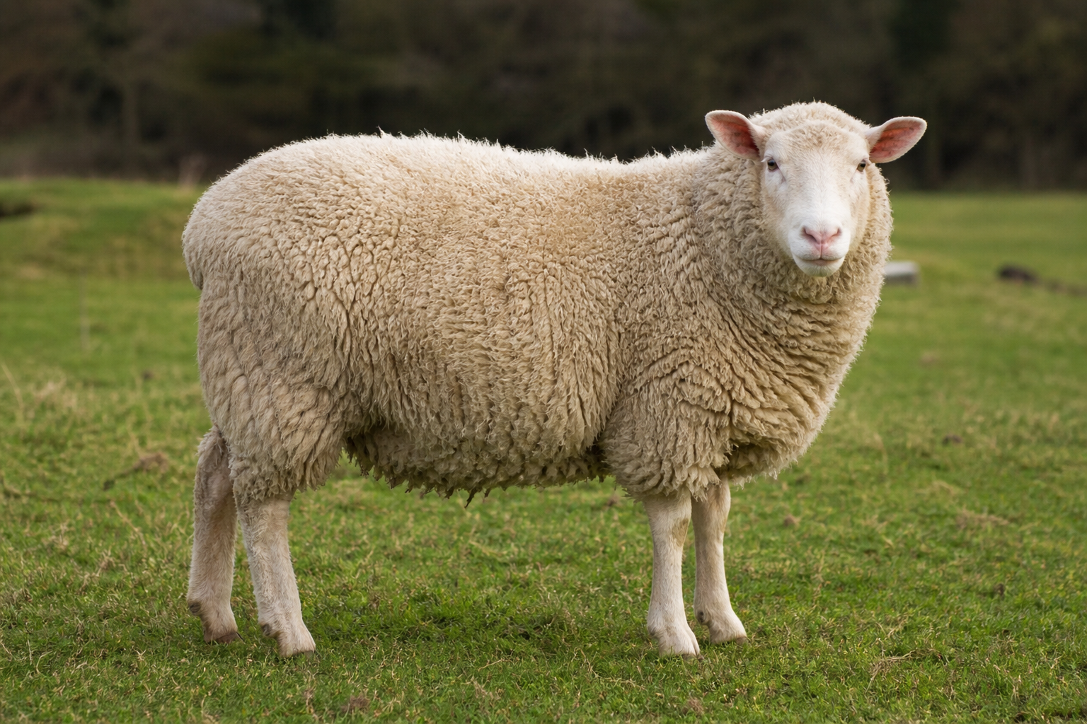 Qurbaani Sheep